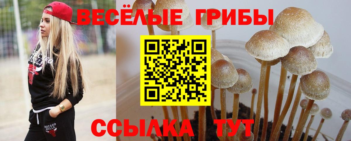 Галлюциногенные грибы Psilocybine cubensis  Вход с VPN  Нурлат 